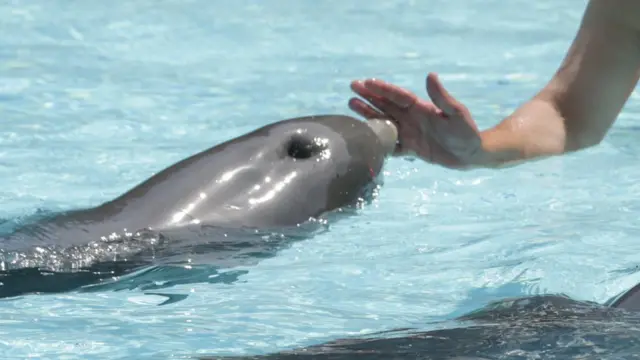 Дельфинам в неволе, похоже, нравится общение с тренером