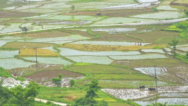 धान फाँट