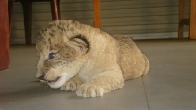 Dog breastfeed an abandoned lion cub in Sri Lanka