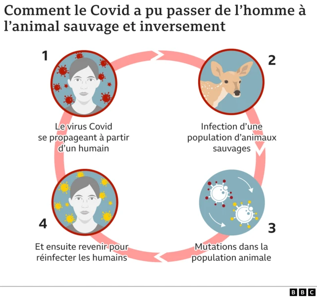 Chaine de contamination du Covid de l'animal à l'homme