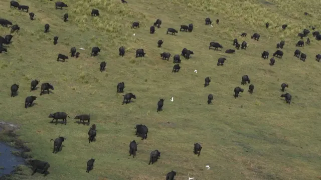 Aerial shot of elephants