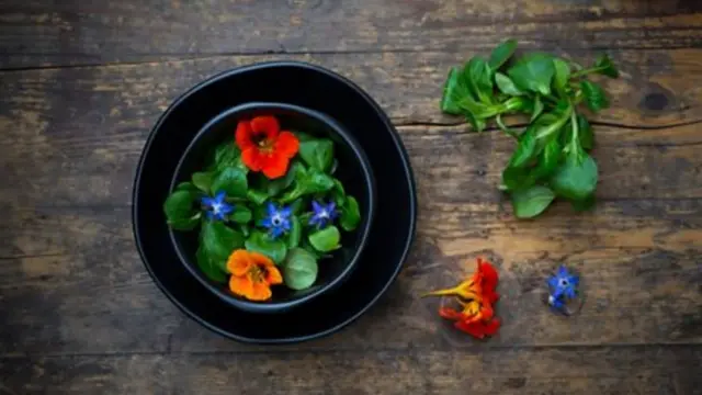 మొక్కలు