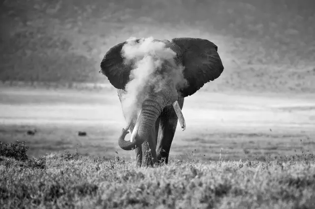 Um elefante africano soprando poeira na Caterabet fNgorongoro, na Tanzânia, África