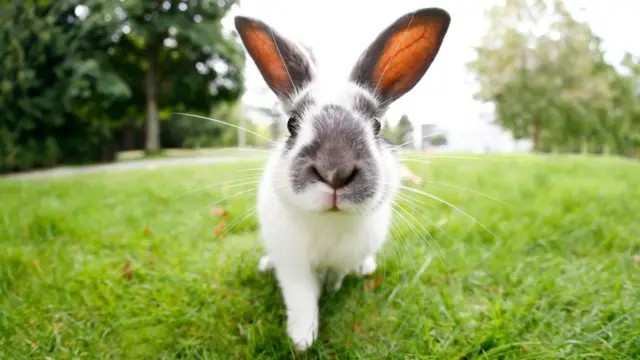 vegan, vegetarian, pemakan daging, omnivora