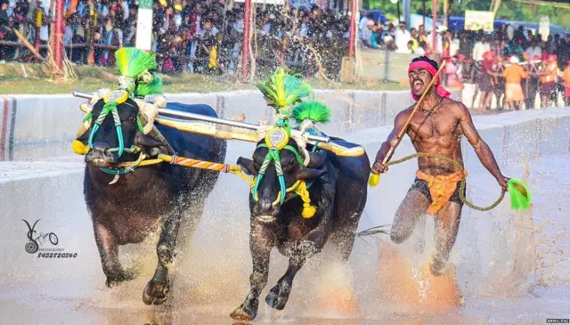 ਸ਼੍ਰੀਨਿਵਾਸ ਗੌੜਾ