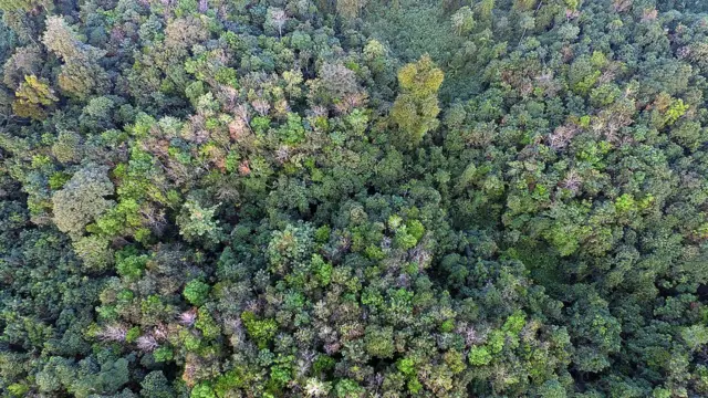 Hutan dibidik dengan drone
