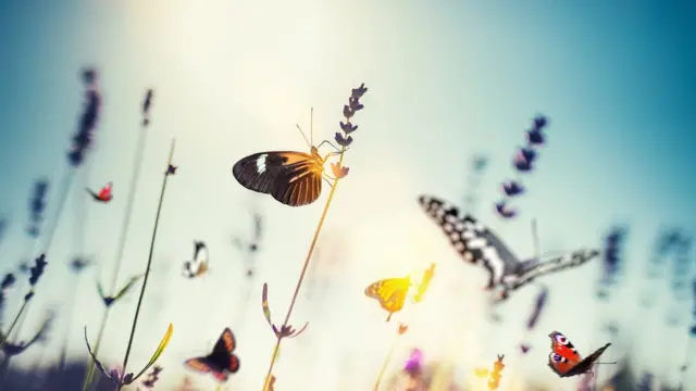 Borboleta pousabaixar o betanogalhobaixar o betanoflor