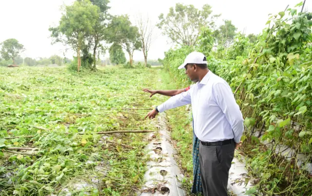 పంటను పరిశీలిస్తున్న చిత్తూరు కలెక్టర్ హరినారాయనణ్