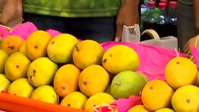 మామిడి పండ్లు