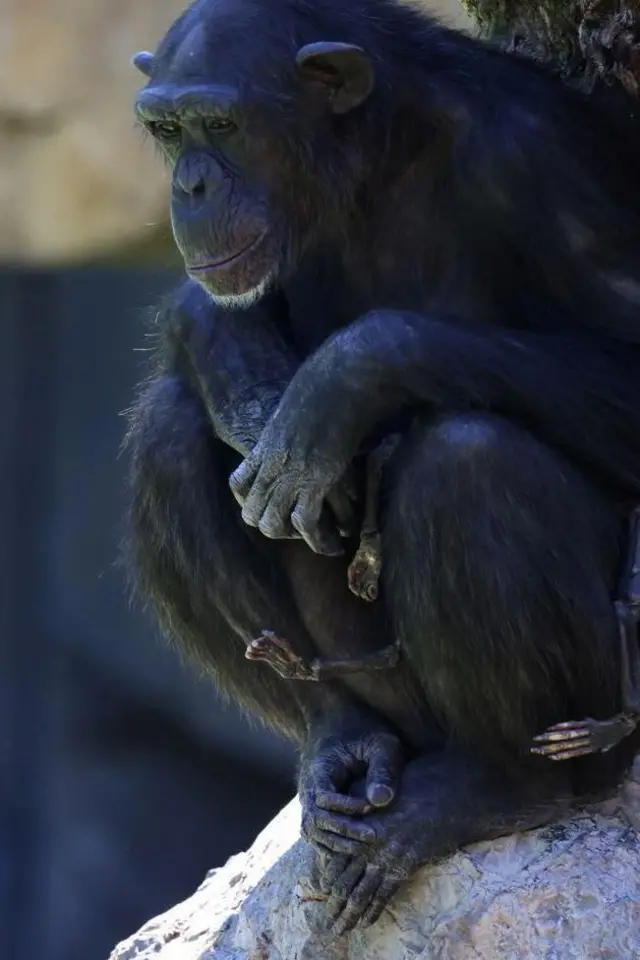 జంతువులు