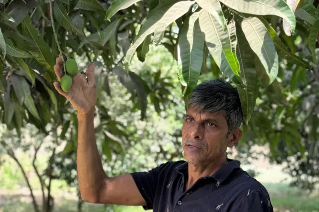 संजय पाटील यांच्या हातावर आणि झाडाच्या पानांवर काजळीचा थर जम झाल्याचं दिसत आहे.