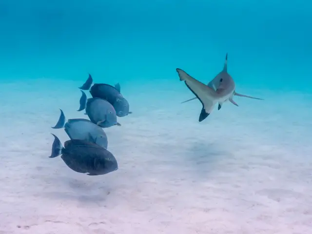 Four surgeonfish lined up with a black tip reef shark swimming past them