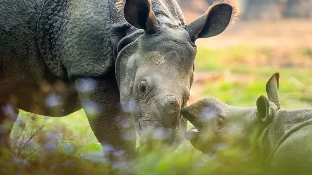 성체 외뿔코뿔소와 아기 외뿔코뿔소