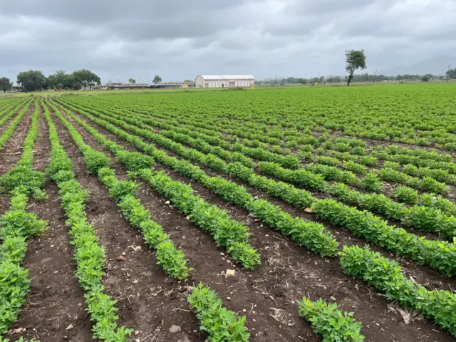 ગુજરાત, મગફળીનું ઉત્પાદન, મગફળીનું વાવેતર, ગુજરાતની ખેતી, કપાસનું વાવેતર, મગફળીના બજારભાવ, સરકારી ટેકાના ભાવ, જૂનાગઢ, રાજકોટ, મોરબી, બીબીસી ગુજરાતી, ભારતમાં ખેતી