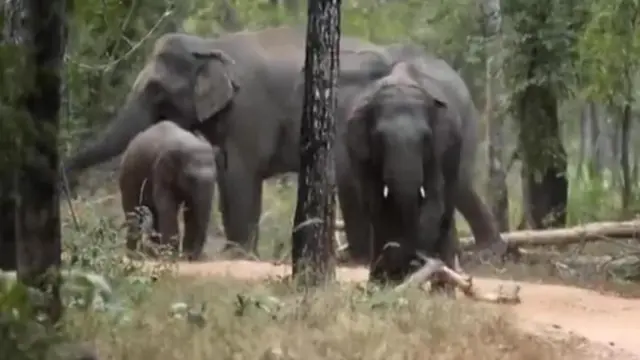 ఏనుగులు