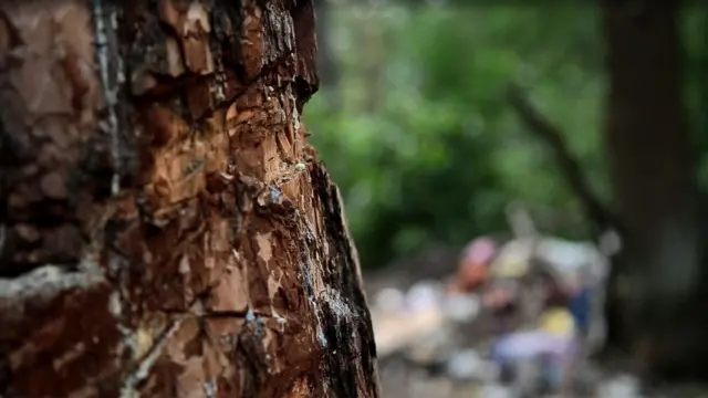 порубане дерево