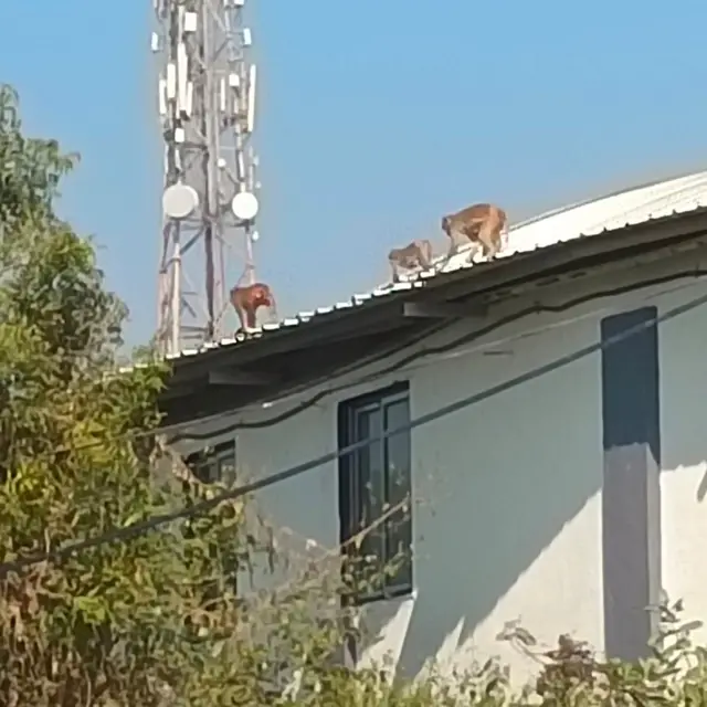 વાંદરા, માકડાં, ગુજરાત, બીબીસી ગુજરાતી, જૂનાગઢ, ગિરનાર 