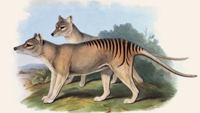 Ilustración del tigre de Tasmania