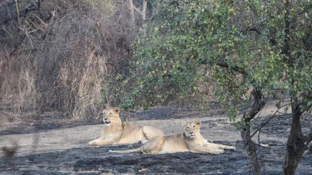 গির অরণ্যের ভেতরে বিশ্রাম নিচ্ছে দুটি এশিয়াটিক লায়ন