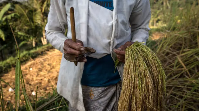 petani di jatiluwih, Tabanan, Bali.