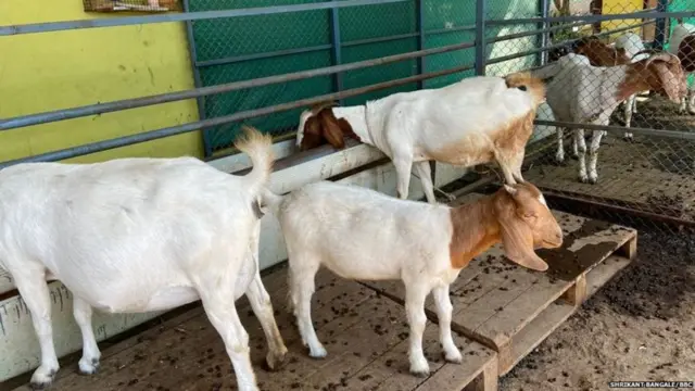 ஆடு வளர்ப்பில் அசத்தும் கால்நடை வளர்ப்பாளர்