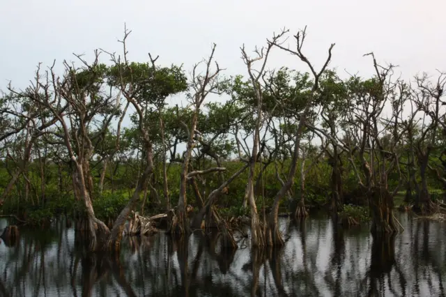 Árboles secos en Isla Portillo, Costa Rica.