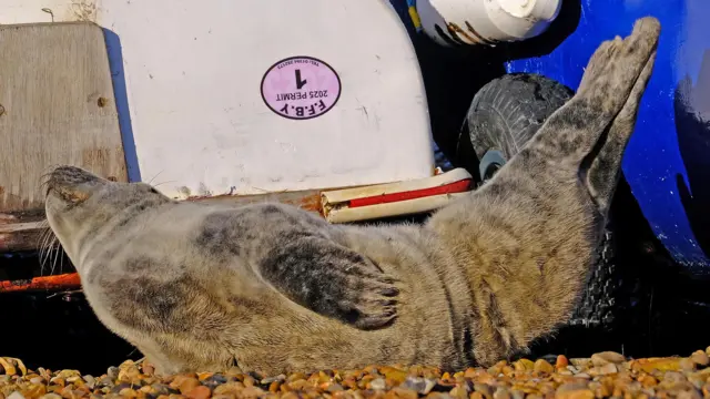 Una cría de foca gris descansa en una playa de guijarros frente a varias embarcaciones. Mantiene la cabeza y la cola alzadas mientras disfruta del sol.