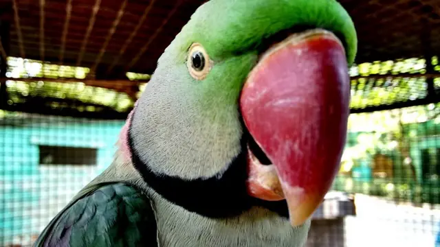 Kakatua adalah pembelajar vokal.