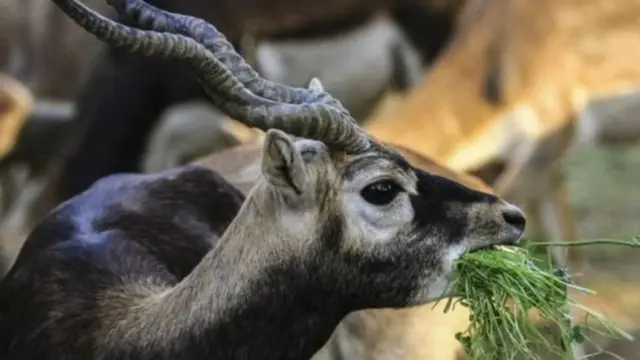 કાળિયાર