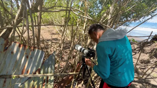 Abdi mengamati sarang burung maleo dari balik seng di pantai Bakiriang.