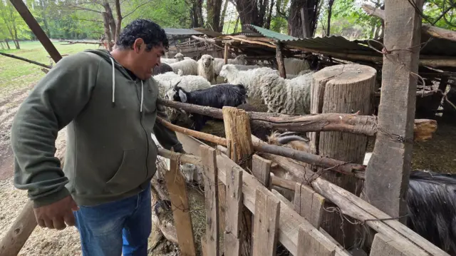 Un hombre alimentando a sus animales de granja.