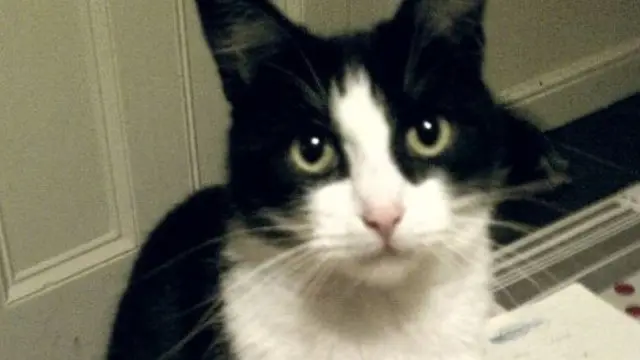 小猫本顿以前曾是只流浪猫