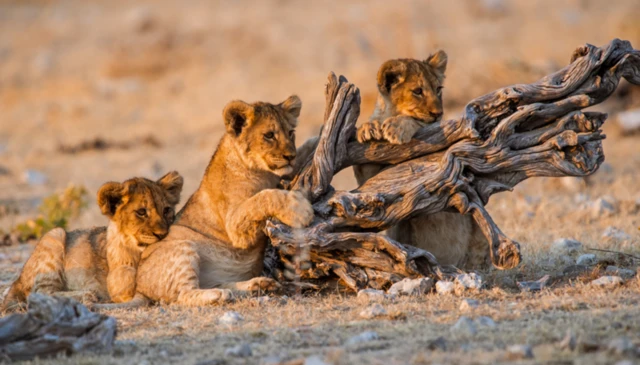 नामीबिया के एटोशा राष्ट्रीय उद्यान में शेर
