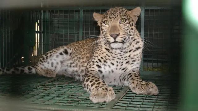 तेंदुआ-मानव संघर्ष