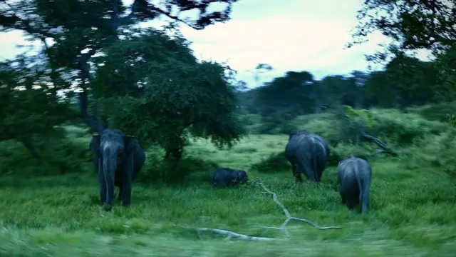 யானைகள்