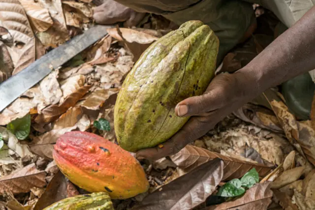 Cacao