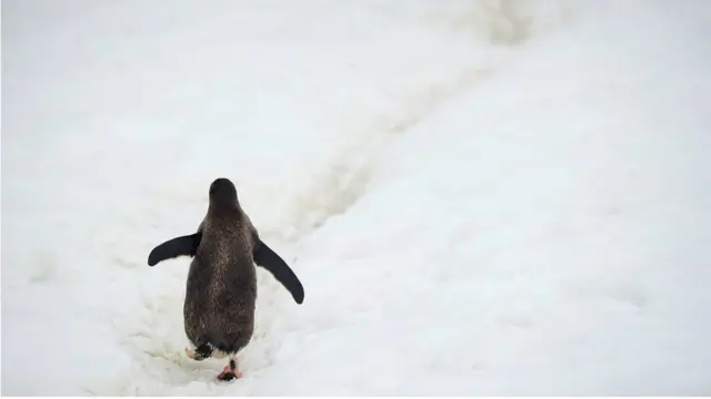 ਐਂਟਾਰਕਟਿਕਾ