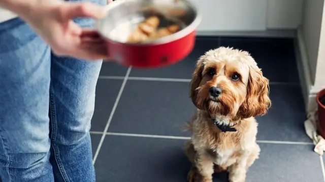 Собака с вожделением смотрит на миску с едой