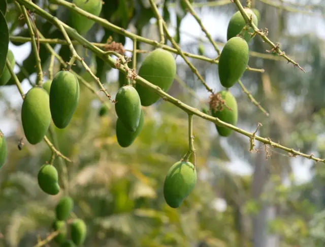 दशहरी की मांग खाड़ी देशों के अलावा यूरोप और अमेरिका तक है.