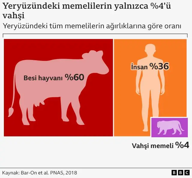 Besi hayvanları, insanlar ve vahşi memelilerin ağırlıklarının oranını gösteren bir grafik. Bu oranlar sırasıyla %60, %36 ve %4