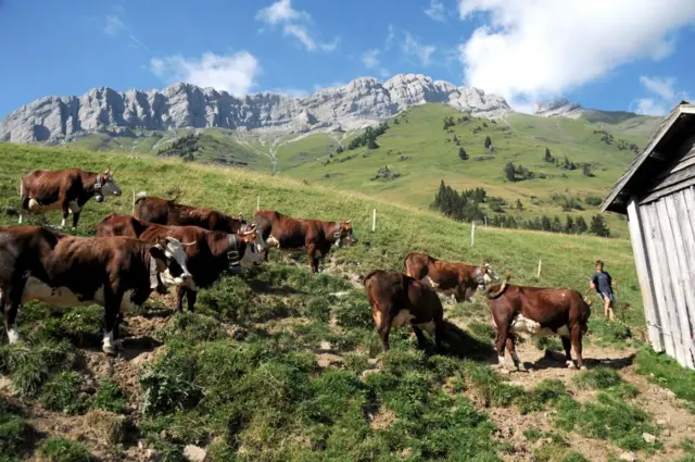 மாடுகள், தகவல் பரிமாற்றம்