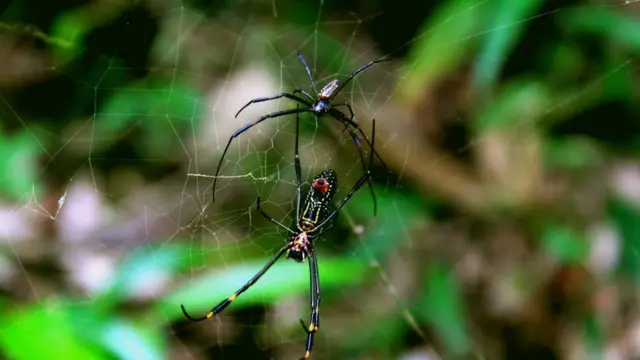 Aranha Nephila clavipes