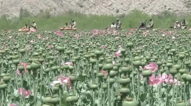 په کلا عبدالله، چمن، پشین، ژوب، کلا سیف الله، چاغي او کوهلو کې د کوکنارو کښت هم په ګوته شوی او پر وړاندې یې اقدام شوی دی.