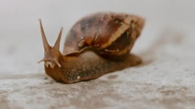 ஆப்ரிக்க நத்தைகள், தமிழ்நாடு, விவசாயிகள், மழை, வானிலை
