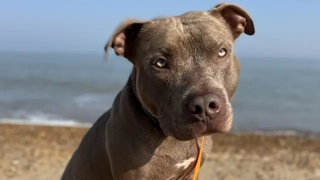 Amazon.com : The Walkie No Pull Dog Leash - Gentle