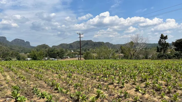 Plantação de tabaco em Viñales, na província de Pinar del Río