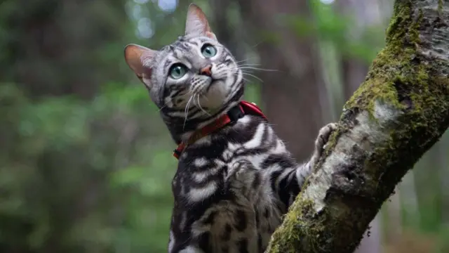 Fifi, uma gata cinza com manchas pretas, olha para a direita do quadro. Ela usa uma coleira vermelha e está equilibrada em um galho de árvore coberto de musgo. Atrás dela, a imagem está desfocada e há uma floresta. Fifi tem olhos turquesa
