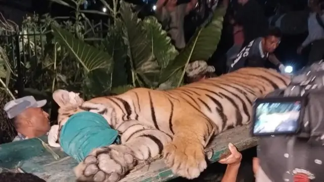 उद्धार गरिएको बाघ