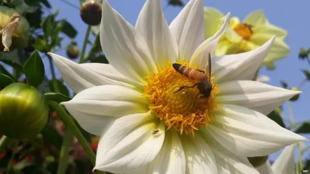 ਮੁਗਲ ਗਾਰਡਨ