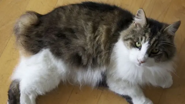 Мэнская кошка с коротким хвостом